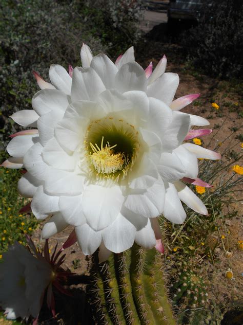 Beautiful Cactus Bloom Botanical Gardens Bloom Botanical