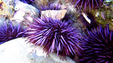 Purple Sea Urchin Strongylocentrotus Purpuratus Walking In Tide