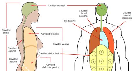 Anatomia Tercero Bachillerato A B Cavidades Corporales