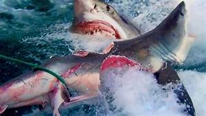 Great White Shark Vs Shark Youtube