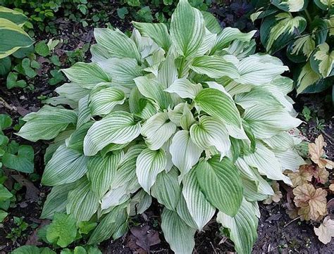 When you buy hosta white feather plants at gardencentrekoeman.co.uk, you will receive guaranteed top quality garden products. Hosta Photo Library | Hostas, Hosta library, Plants