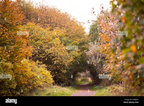 Pathway Through Autumn Trees Stock Photo Alamy
