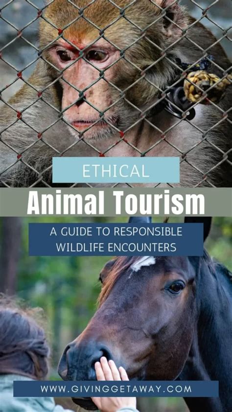 Ethical Animal Tourism A Guide To Responsible Wildlife Encounters
