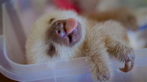 Download Cute Sloth Sleeping Tongue Out Picture