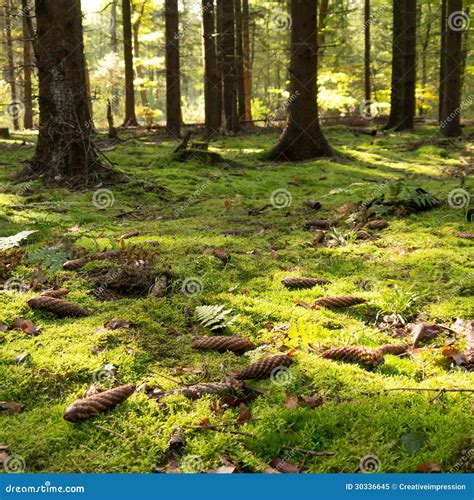 Mossy Forest Floor Stock Image Image Of Floor Space 30336645