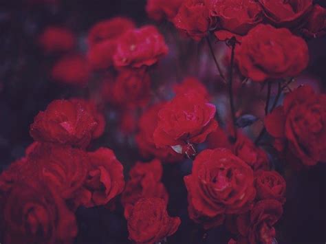 Aesthetic Rose Computer Wallpapers Top Free Aesthetic Rose Computer