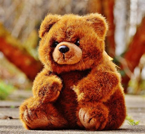 Free Images Sweet Cute Mammal Brown Bear Teddy Bear Funny Plush