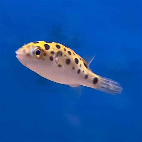 Green Spotted Puffer Wholesale Tropicals