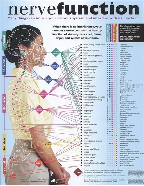 Human Nerve Map Chiropractic Care Massage Therapy Chiropractic