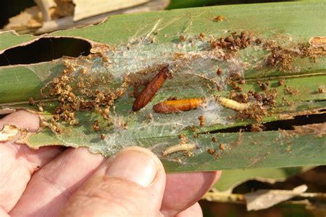 Museum pest infestations are supported by a variety of poor conditions: Coconut | Diseases and Pests, Description, Uses, Propagation