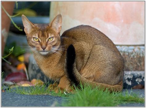 Things related to parts of ethiopia, formerly known as abyssinia. Cat breeds - Abyssinian Information