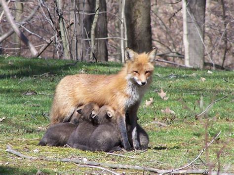 Fox Pups Are Born Now Fox Wood Wildlife Rescue