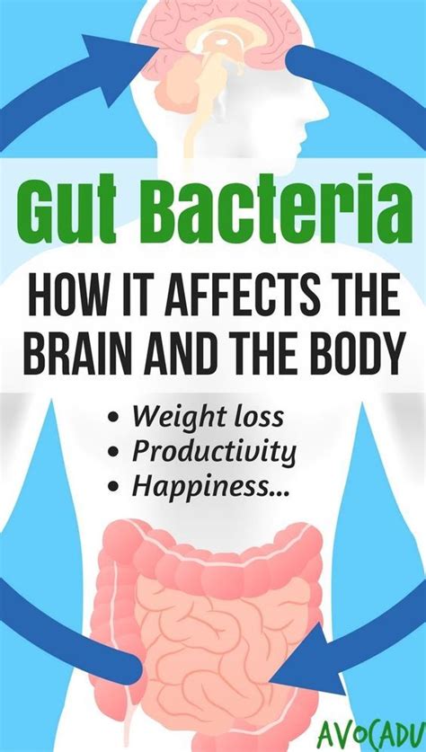 How Gut Bacteria Affects The Brain And The Body Avocadu Gut Health