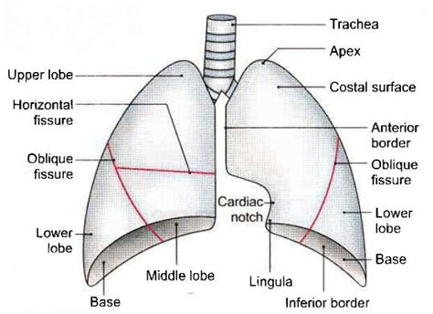 Surface Anatomy Of Lungs Kadeeclynch