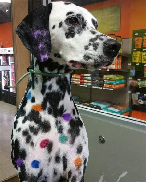 Dalmatiansofinstagram On Instagram “so Theres Black Spotted And