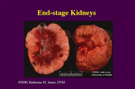 The greater the buildup of waste products, the more severe the symptoms. dogscatskidslife: Chronic Renal Failure in Dogs and Cats