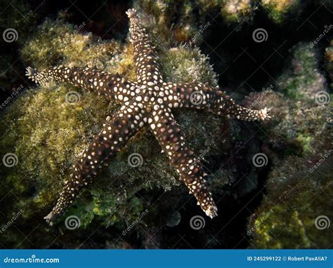 Gomophia Cf Egeriae Starfish On Coral Reef Stock Photo Image Of