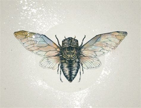 Cicada An Art Print By Teagan White Cicada Art Teagan White Cicada Tattoo