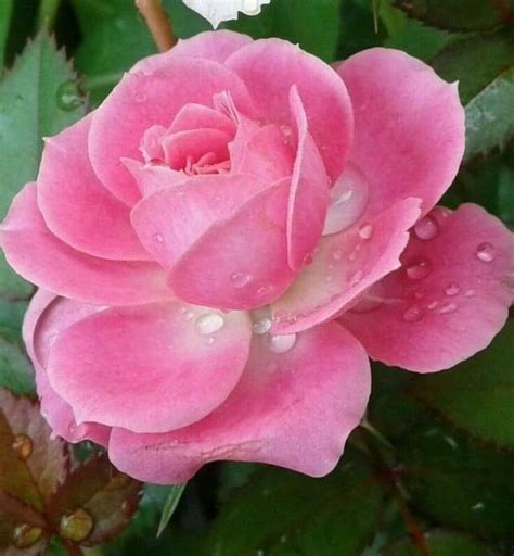 Belíssima Roas Cor De Rosa Em 2020 Rosas Cor De Rosa Flores