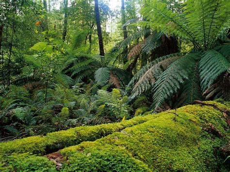 Rainforests And Forests Nature And Wildlife Victoria Australia