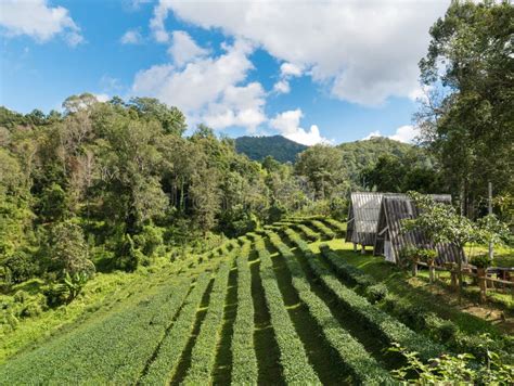 Landscape Of House In Tea Plantation Stock Image Image Of Daylight