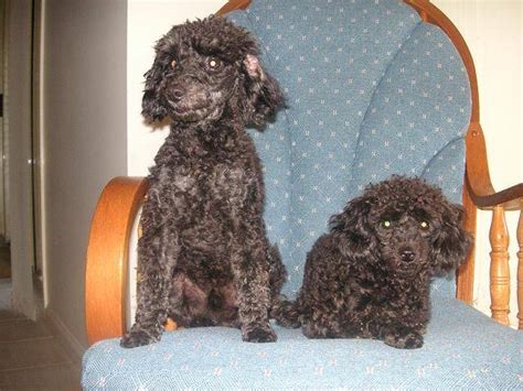 Two Purebred Black Toy Poodles For Regrettable Sale For Sale Adoption