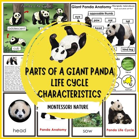 Giant Panda Life Cycle Parts Of A Giant Panda Interesting Facts