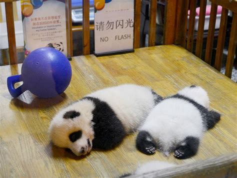 Eats Shoots And Rarely Breeds Giant Pandas Still At Risk Gma News Online