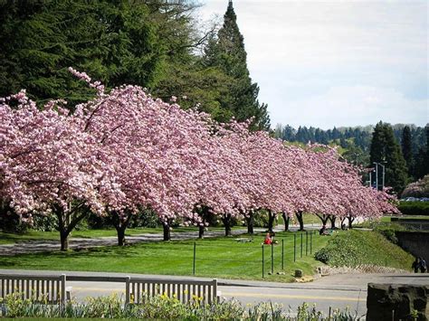 Tap into our knowledge and let us help you on the path to planting. Kwanzan Cherry For Sale Online | The Tree Center