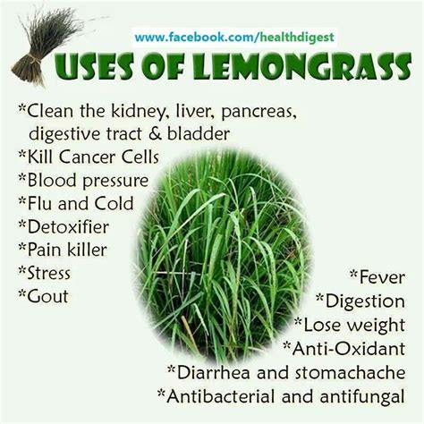 Lemongrass Tea And Benefits Of Lemongrass Herbs Herbal Medicine