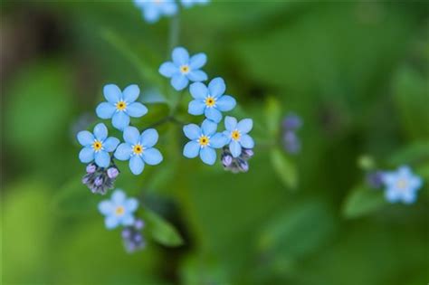 1859 256 bird branch perched. Tiny Blue Flowers: mak_kawa: Galleries: Digital ...