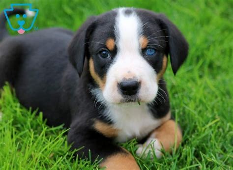 This has allowed us to carefully select our sires and dams, building a strong foundation. Domino | Greater Swiss Mountain Dog Puppy For Sale ...