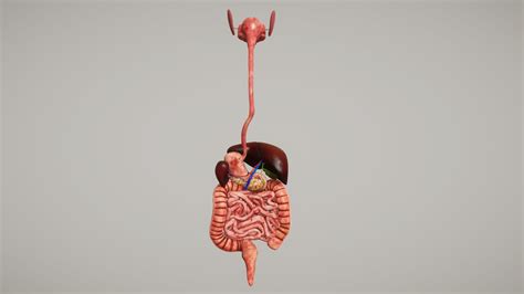 3d Model Human Organ System Vr Ar Low Poly Cgtrader