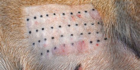 10 Most Widespread Canine Pores And Skin Issues With Photos Rubold
