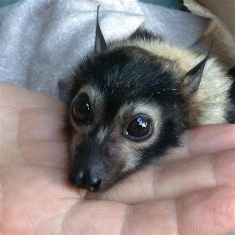 Sweet Bat Face Animals Beautiful Cute Bat Baby Bats