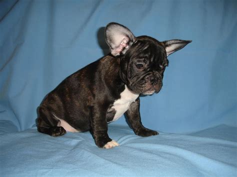 French bulldogs la is a french bulldog breeder located just outside los angeles in the ojai valley of ventura county in southern california. French bulldog puppies Los Angeles CA For Sale | French ...