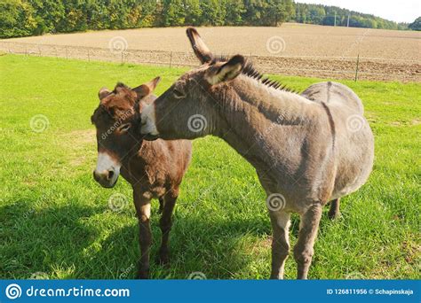 Two Donkeys On A Pasture Stock Photo Image Of Scene 126811956