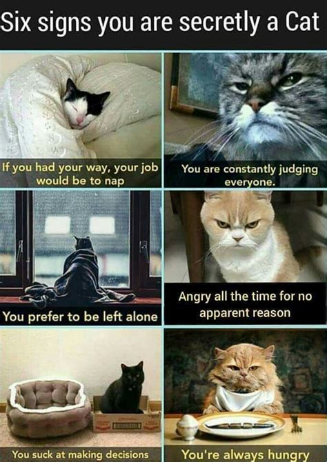 Pin By Floyd Angela Gamboa On Cattitude Cat Memes Cat Memes Clean