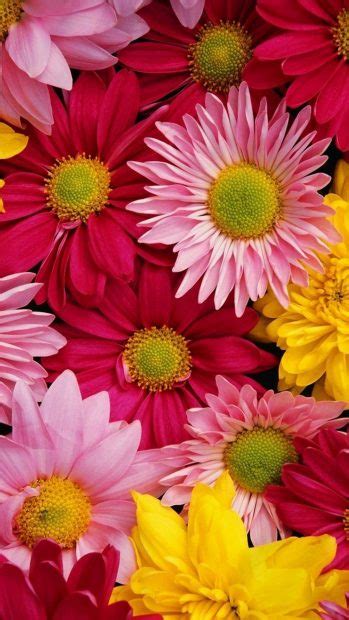 Best hd wallpapers of flowers, desktop backgrounds for pc & mac, laptop, tablet, mobile phone. Floral Wallpaper iPhone | PixelsTalk.Net