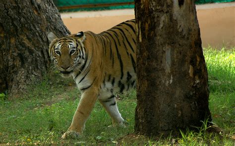 Development At Their Cost Pregnant Tigress Crushed To Death By