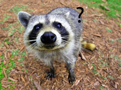 Pet Raccoon Personality Diet And Care Lil Pet