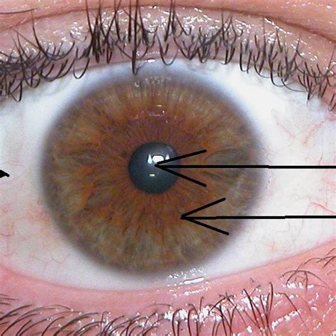A Typical Sclera Biometric System With Different Steps Involve