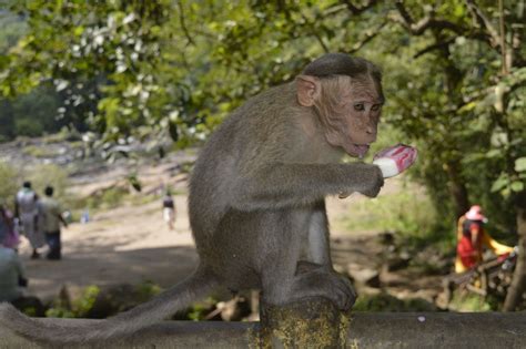 A Monkey Having Ice Cream After Snatching It From A Visiter