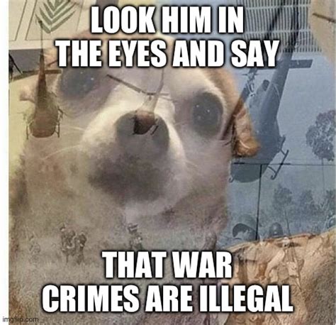PTSD Chihuahua Imgflip