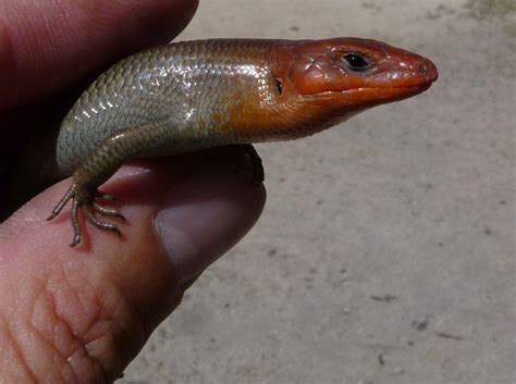 Gilberts Skink Facts And Pictures