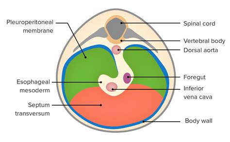 Diaphragm Anatomy Concise Medical Knowledge