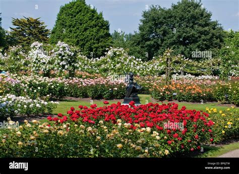 London Regents Park Queen Marys Gardens Roses Stock Photo 30879321