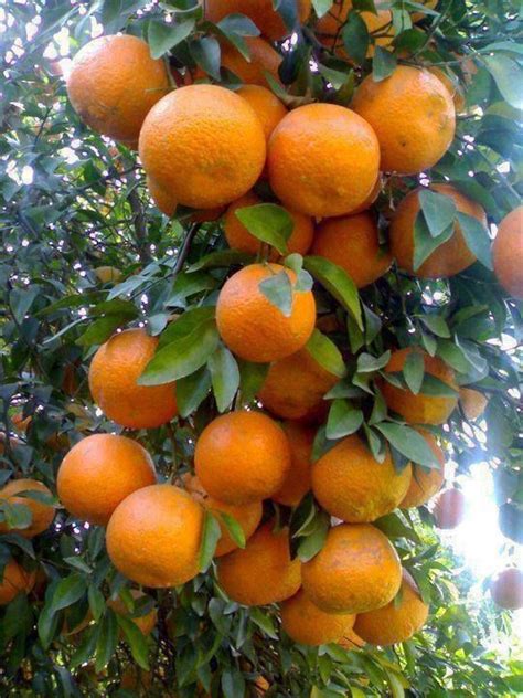 Bangladesh Orangestangerinesorange Fruitlemons And Grapeftuit P