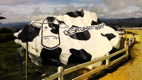 This hilltop dairy farm is reminiscent of the new zealand countryside. Desa Cattle Dairy Farm Kundasang Entrance Fee | See More...