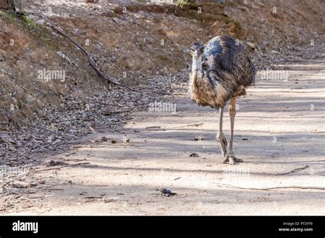 Australia Wild Emu In Nature Reserve Stock Photo Alamy